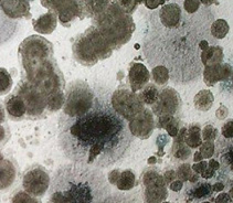 Плесень вездесущая