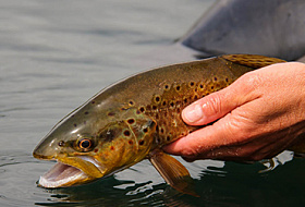 Противозачаточные препараты наносят вред экосистеме