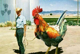 Курица фабричная что в себе скрывает