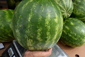 Люди массово обращаются в больницы с отравлением арбузами