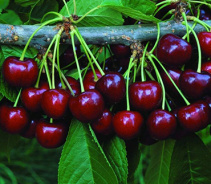 Полезные для здоровья свойства черешни