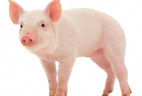 Вред свинины. Только наука и никакой религии