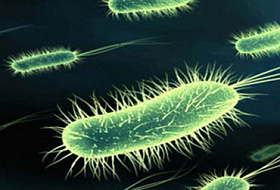 К 2050 году каждые три секунды кто-то будет умирать от супербактерий