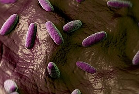 Отчет: все больше европейцев страдают от пищевых инфекций