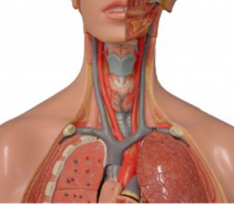 Что представляет из себя человек?