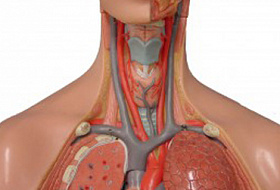 Что представляет из себя человек?
