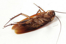 Куда и почему пропали тараканы