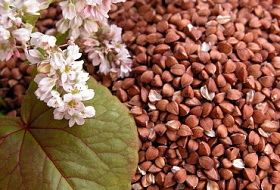 Пять интересных фактов о пользе гречки