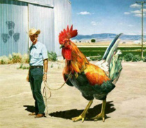 Курица фабричная что в себе скрывает