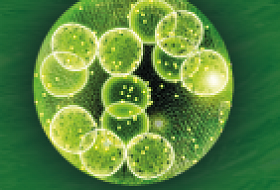 Что такое Хлорелла от Аквалайф и с чем ее едят?!