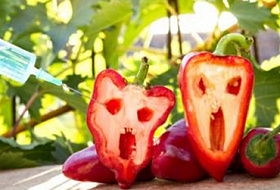 Что несут нам ГМО?